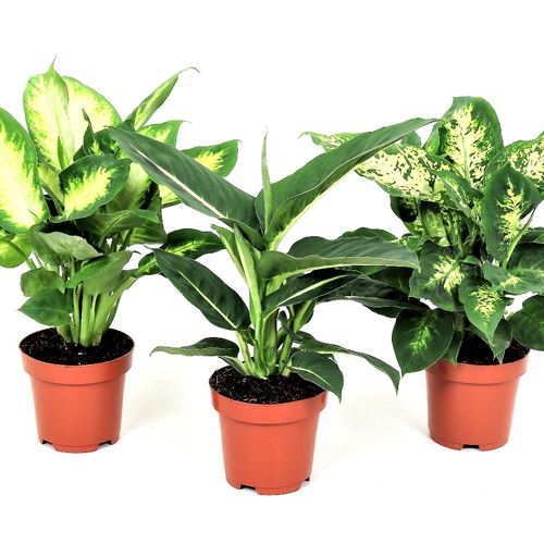 Set van 3 Dieffenbachia-kamerplanten (30 - 40 cm)