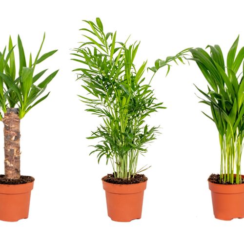 Set van 3 tropische palmen (30 - 40 cm)